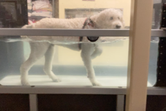 Request Quote: CareRehabilitation - Pet Physical Therapy Wellness - Dennis, MA