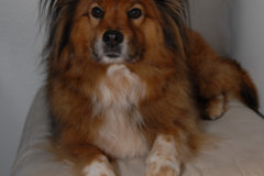 Request Quote: Professional Pet Sit, Inc. / San Diego Dog Boarding - La Mesa, CA