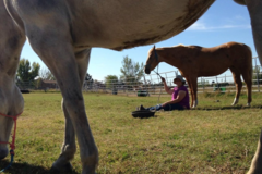 Request Quote: Horseman Haven Ranch - Horse Boarding - Lava Hot Springs, ID