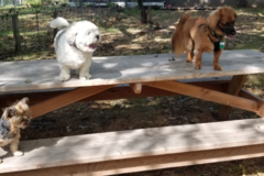 Request Quote: Linda's Critter Sitters - In Home Pet Sitting - Glastonbury, CT