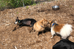 Request Quote: Tailsaway Pet Sitting and Dog Walking - Natick, MA