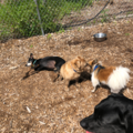 Tailsaway Pet Sitting and Dog Walking - Natick, MA