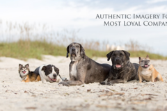 Request Quote: Angie Kerins Dog Pet Photography - Deltona, FL