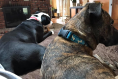 Request Quote: Meows & Growls In Home Pet Sitting and Dog Walking - Floyds Knobs, IN