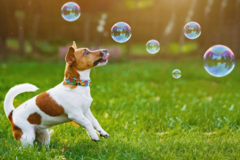 Request Quote: Leash On Command  - Dog Walking and Pet Sitting - Brentwood, TN