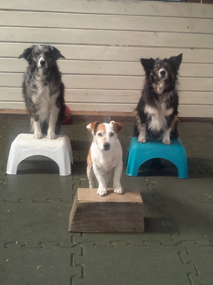 certified dog trainer certified dog trainer
