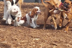 Request Quote: Doggone Cindy, LLC - Dog Daycare and Boarding - Los Angeles, CA