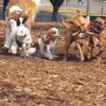 Doggone Cindy, LLC - Dog Daycare and Boarding - Los Angeles, CA