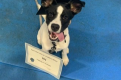 Request Quote: Leashrly Life - Pet Sitting Services - Boston, MA