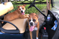 Request Quote: Progressive Choice - Mobile Pet Chiropractic  - Pembroke Pines, FL