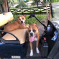 Progressive Choice Mobile Pet Chiropractic - Pembroke Pines, FL