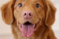 Request Quote: Precious Pets - Dog Walking - Oklahoma City, OK