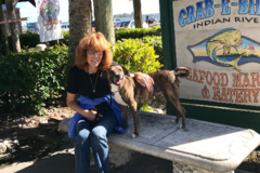 Request Quote: Purple Dragon Spirit Healing Services - Animal Reiki - Nationwide