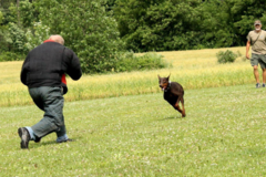 Request Quote: J Mac K-9 Academy - Private Dog Training - Hamilton, NJ