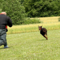 J Mac K-9 Academy - Private Dog Training - Hamilton, NJ