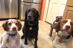 Request Quote: Nancy's Critter Sitters - Pet Sitting and Dog Walking - East Hanover, NJ