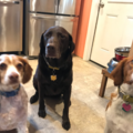 Nancy's Critter Sitters - Pet Sitting and Dog Walking - East Hanover, NJ