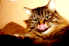 Request Quote: Triple JPhotography - Pet Photographer - Seattle, WA