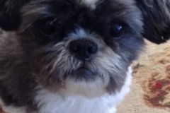 Request Quote: Brees Pet Care and Pet Sitting - Thousand Palms, CA