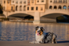 Request Quote: Images by EDI - Pet Photographer - Las Vegas, NV