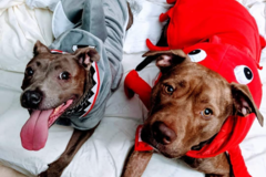 Request Quote: Lefty's Local Pawsome In-Home Pet Sitting & Dog Walking - Atlanta, GA