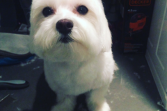 Request Quote: Bath Time Pet Grooming - Merrick, NY