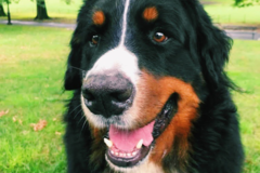 Request Quote: Swifto Dog Walking and In Home Pet Sitting - Miami, FL