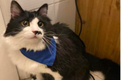 Request Quote: Groomit In-Home Mobile Pet Grooming - Yonkers, NY
