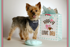 Request Quote: Tim Campbell - Professional Pet Photographer - Colorado Springs, CO