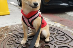 Request Quote: Playpals NYC - Dog Walking - New York, NY