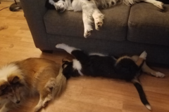 Request Quote: Two Ladies and a Scoop LLC - Pet Waste Removal Services - Oak Grove, KY