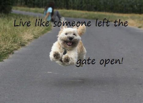 Save them all pet transport shop