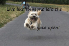 Request Quote: Save Them All Pet Transport Service - Nationwide