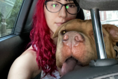 Request Quote: Dog Training, Puppy Training, Pet sitting & Boarding   - New York, NY
