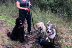 Request Quote: Jersey Dogs - Pet Sitting and Dog Walking - Bloomfield, NJ