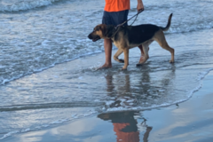 Request Quote: Tru Mission K9s - Private Dog Training - Conway, SC