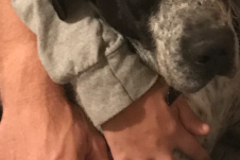 Request Quote: Jamie’s In Home Pet Sitting Service  - Quapaw, OK