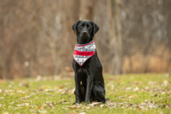 Request Quote: Ruff Life Pet Photography - Troy, MI