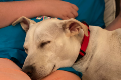 Request Quote: Precious Pet Sitting  - Omaha, NE
