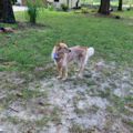Rusty’s Furry Companions - Pet Sitting and Pet Boarding - Lutz, FL