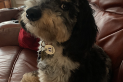 Request Quote: Stillwater Dogs - Dog Walking and Pet Sitting  - Quincy, MA