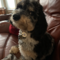 Stillwater Dogs - Dog Walking and Pet Sitting  - Quincy, MA
