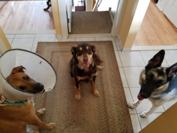 3 Dog-Walking Clients; Daisy, Reese, Avery