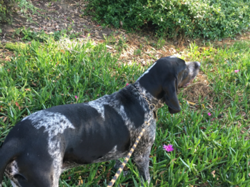 Billy a Blue tick Coonhound