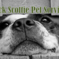 Black Scottie In Home Pet Sitting Services  - Fayetteville, NC