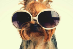 Request Quote: Watchdogs - Professional Pet Sitter - Las Vegas, NV