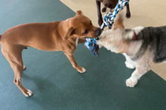 Request Quote: Pooch Palace - Cage-Free Dog Daycare - Northfield, OH