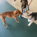 Pooch Palace - Cage-Free Dog Daycare - Northfield, OH