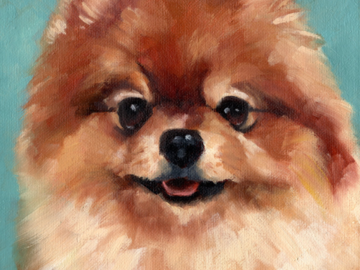 Pomeranian, 10 x 8 inches oil on stretched canvas, commissioned