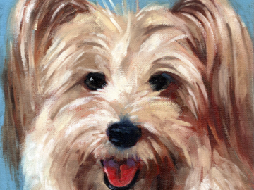 Commissioned painting of a Maltese mixed, 8 x 8 inches oil on stretched canvas